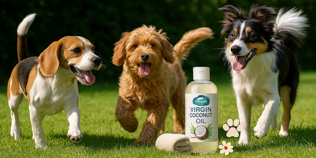 Happy dogs playing in a green garden near a bottle of virgin coconut oil for natural pet care