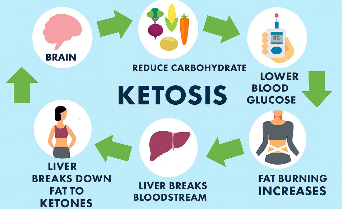 the ketosis process with icons and arrows showing reduced carbohydrate intake, lower blood glucose, increased fat burning, and ketone energy use in the brain.